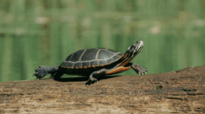 NATURE EXPLORATION STORY TIME: TURTLE TIME @ Lake Sunapee Protective Association Center